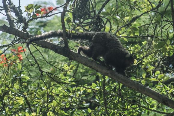 Parasita que causava malária apenas em macacos está relacionado a casos humanos ocorridos na região de Mata Atlântica do Rio de Janeiro - Rio de Janeiro/Arquivo/Fábio Massalli